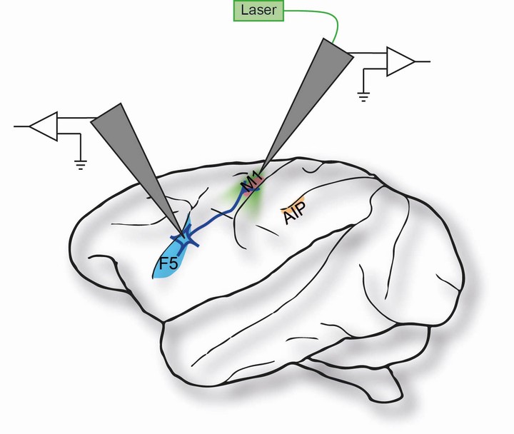 Investigation of the primate hand grasping network with pathway